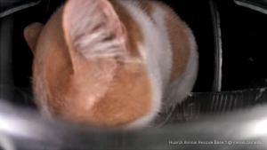 Orange cat shoving their face into an automatic feeder, from the persepective of a camera in the feeder